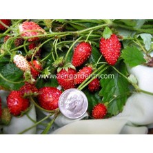 Zengarden Kokulu Çilek Tohumu Rugen Doğal Strawberry Ruegen