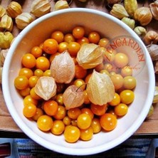 Zengarden Altın Çilek Tohumu Golden Gooseberry