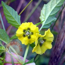 Zengarden Altın Çilek Tohumu Golden Gooseberry