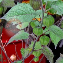 Zengarden Altın Çilek Tohumu Golden Gooseberry