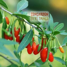 Zengarden Goji Berry Tohumu Lycium Barbarum Seeds