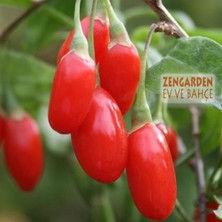 Zengarden Goji Berry Tohumu Lycium Barbarum Seeds