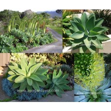 Zengarden Agave Attenuata Tohumu