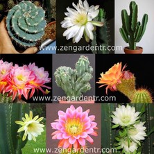 Zengarden Cereus Kaktüs Tohumu Karışımı Mixed