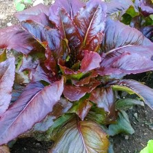 Zengarden Kırmızı Marul Tohumu Atalık Geyik Dili Red Deer Tongue