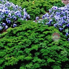 Zengarden Yeşil Orman Maydanoz Tohumu Geleneksel Green Forest Parsley