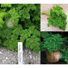 Zengarden Yeşil Orman Maydanoz Tohumu Geleneksel Green Forest Parsley