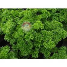 Zengarden Yeşil Orman Maydanoz Tohumu Geleneksel Green Forest Parsley