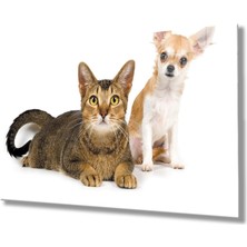 MiraLive  Kedi Köpek