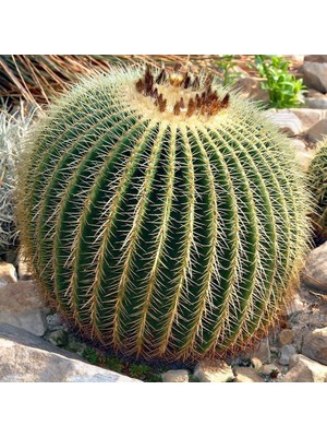 Zengarden Ekino Kaktüs Altın Varil Tohumu Echinocactus Grusonii