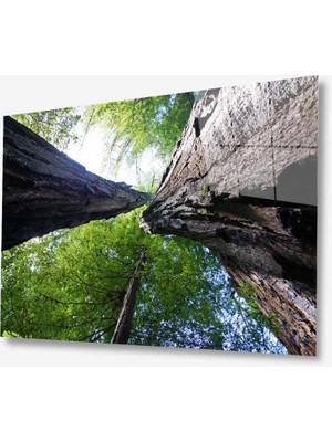 MiraLive   Doğa Cam Tablo