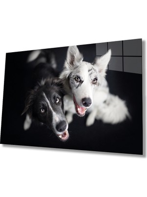 MiraLive  Siyah Beyaz Köpekler Cam Tablo
