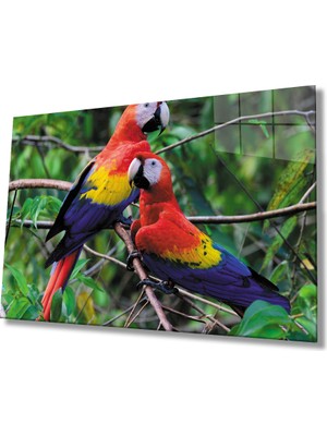 MiraLive  Papağan Cam Tablo