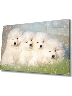 MiraLive  Beyaz Köpekler Cam Tablo