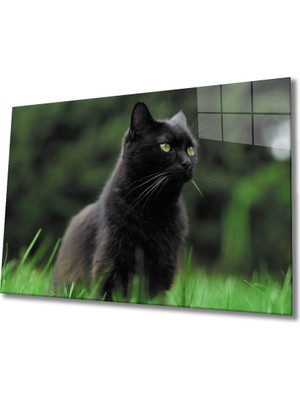 MiraLive  Kedi Cam Tablo