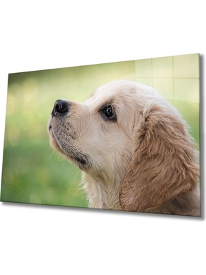 MiraLive  Köpek Cam Tablo