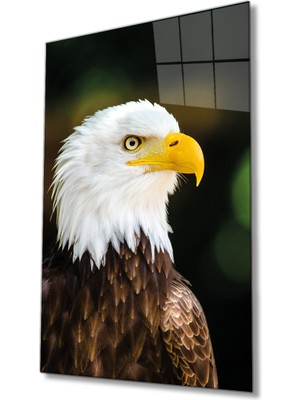 MiraLive Kartal Hayvan Portresi Cam Tablo Ev ve Ofis Duvar Dekoru