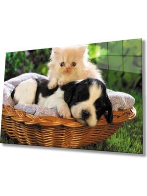 MiraLive  Kedi Köpek Cam Tablo