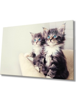 MiraLive  Mavi Gözlü Kediler Cam Tablo
