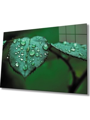 MiraLive  Su Damlaları Yaprak  Yeşil Cam Tablo