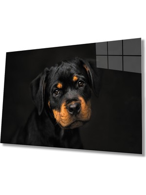 MiraLive  Köpek Cam Tablo   Dog Table