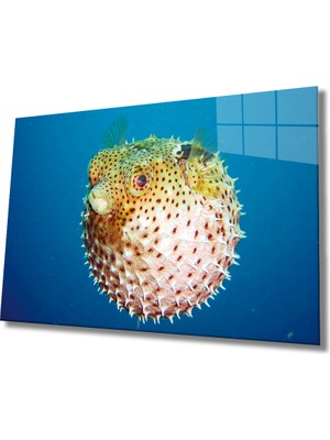 MiraLive  Fugu Balığı Cam Tablo Fugu