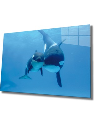 MiraLive  Köpek Balıkları Cam Tablo Sharks