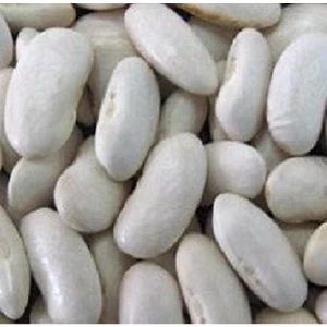 Köy Tohumları 100 Adet Tohum Paket Beyaz Organik Fasulye Tohumu Kuru Fasulye Ata Tohum