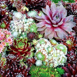 Sempervivum Tohumu Tüm Türler Hens & Chicks Hybrids