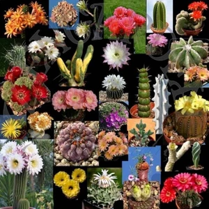 Kaktüs ve Sukulent Tohumları Karışımı