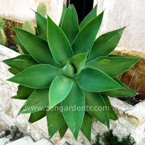 Agave Attenuata Tohumu