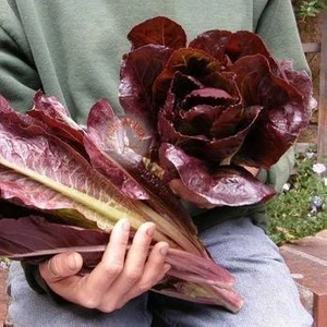 Super Red Romaine Kırmızı Yaprak Marul Tohumu Atalık