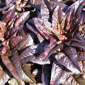 Kırmızı Marul Tohumu Atalık Geyik Dili Red Deer Tongue
