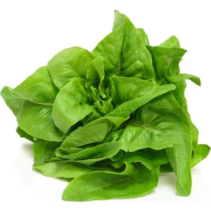 Geyik Dili Marul Tohumu Atalık Amish Deer Tongue