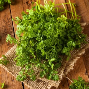 Frenk Maydanozu Tohumu Chervil Anthriscus Cerefolium