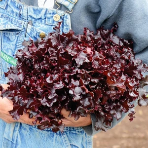 Kırmızı Marul Tohumu Atalık Salad Bowl Red