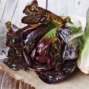 Red Romaine Kırmızı Marul Tohumu Atalık Kışa Dayanıklı