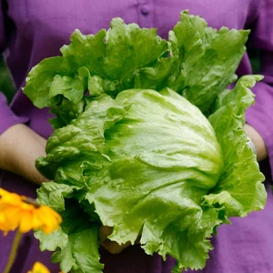 Iceberg Marul Tohumu Atom Lettuce