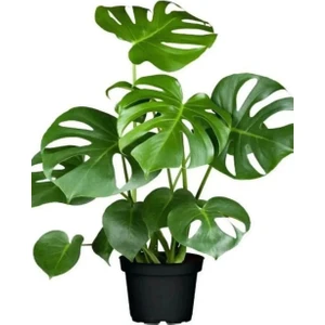 Bi Kaktüs Dünyası Monstera Deve Tabanı