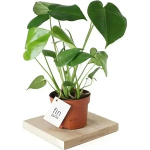 Bi Kaktüs Dünyası Monstera Deve Tabanı