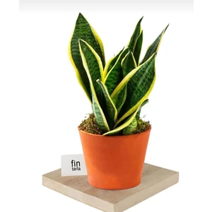 Bi Kaktüs Dünyası Kılıç Çiçeği Sanseveria