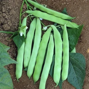 Köy Tohumları 200 Adet Tohum Kılçıksız Simbo Fasulye Tohumu Ata Tohum