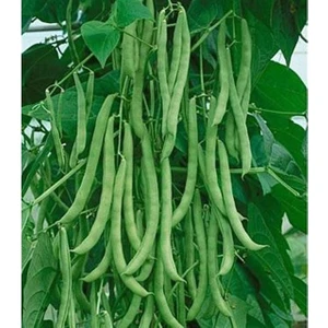 Köy Tohumları 100 Adet Tohum Kılçıksız Organik Köy Simbo Fasulye Tohumu Saksı Toprak