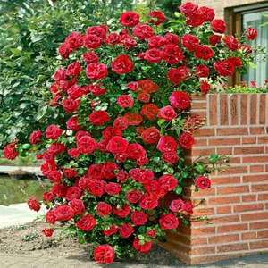 Köy Tohumları 50 Adet Tohum Kırmızı Gül Sarmaşık Tohumu Kırmızı Gül Sarmaşık Organik Bahçe