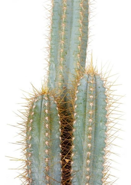 Kaktüs - Cereus modelleri