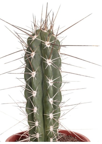 Kaktüs - Stetsonia Coryne