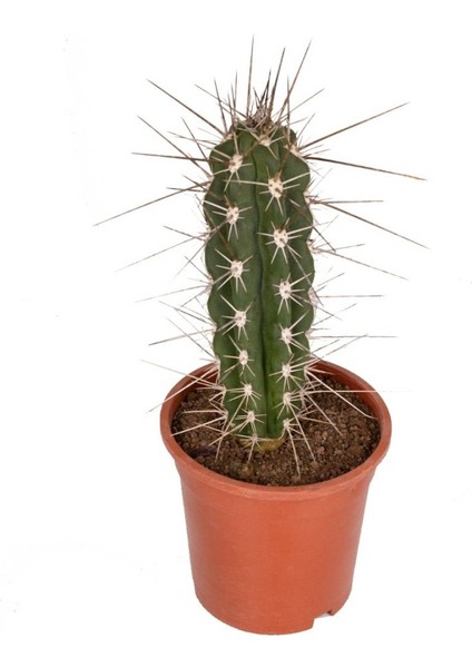 Kaktüs - Stetsonia Coryne