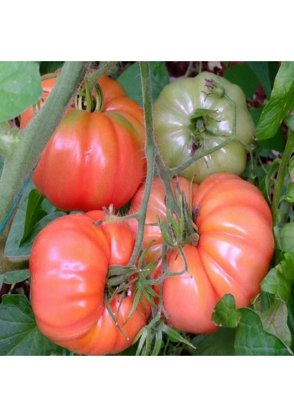 250 Adet Tohum Paket Nadir Ithal Dev Hollanda Domatesi Ata Tohum