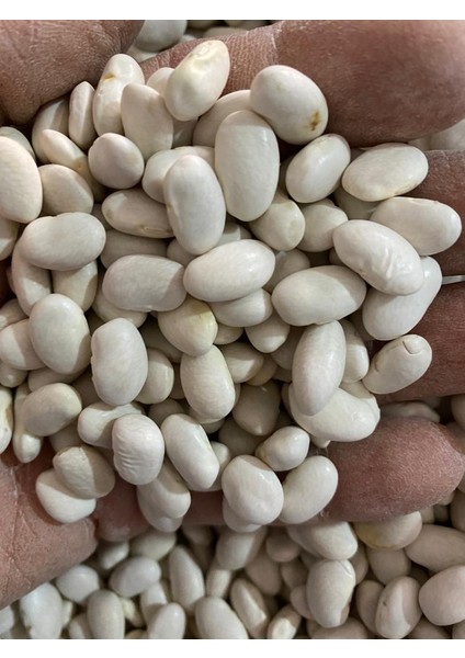 50 Adet Tohum Paket Beyaz Fasulye Tohumu Kuru Fasulye Tohumu