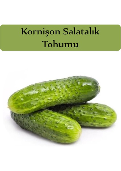 100 Adet Tohum Kornişon Yeni Hasat Salatalık Tohumu Saksı Topraklıdır